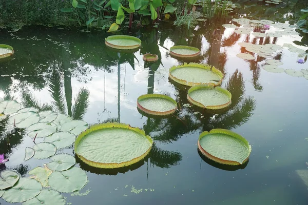 Riesige Schwimmende Lotusblätter Riesenamazonen Seerose Viktoria Amazonia Teich — Stockfoto