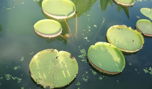 Immense Lotus Flottant Nénuphar Géant Amazonien Amazonie Victoria Feuilles Dans — Photo