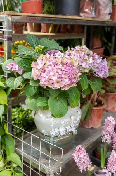 Virágzó Élénk Lila Hydrangea Virágok Edényben — Stock Fotó