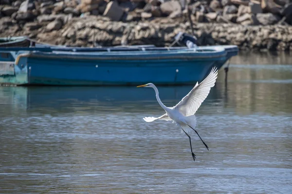 Grande Aigrette Blanche Pêche Sur Lac — Photo