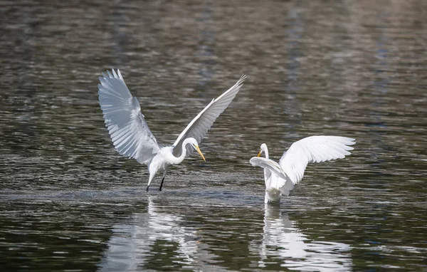 Great White Egret Fishing Lake — Stock Photo, Image