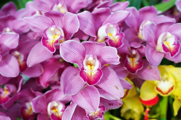 Blommor Vackra Lila Orkidé Phalaenopsis — Stockfoto