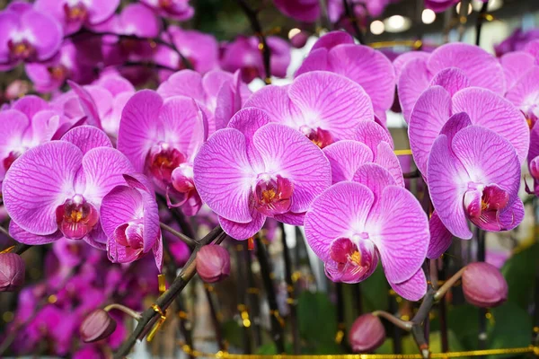 Blommor Vackra Lila Orkidé Phalaenopsis — Stockfoto