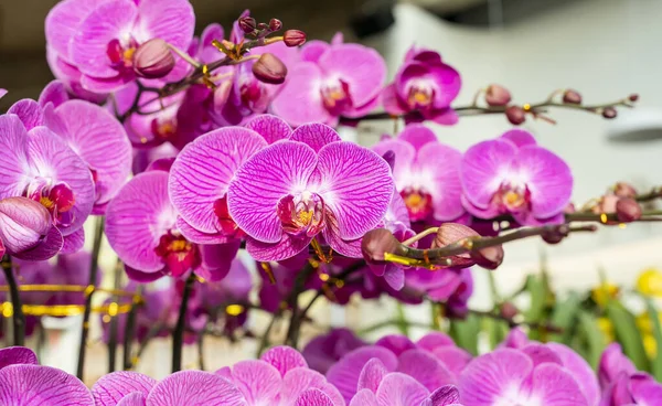 Blommor Vackra Lila Orkidé Phalaenopsis — Stockfoto