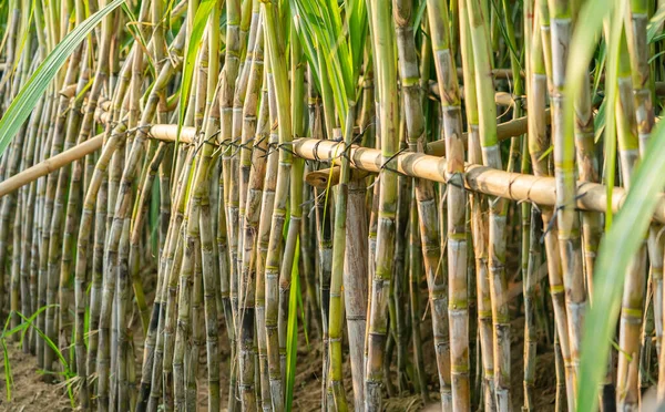 Cana Açúcar Plantada Para Produzir Açúcar Alimentos — Fotografia de Stock