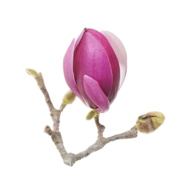 Manolya bahar dalı beyaz arkaplanda izole edildi