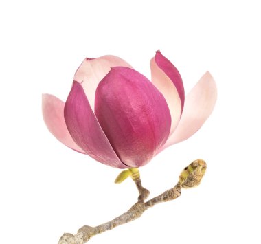 Manolya bahar dalı beyaz arkaplanda izole edildi