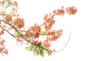 Peacock flowers on tree with white background clipart
