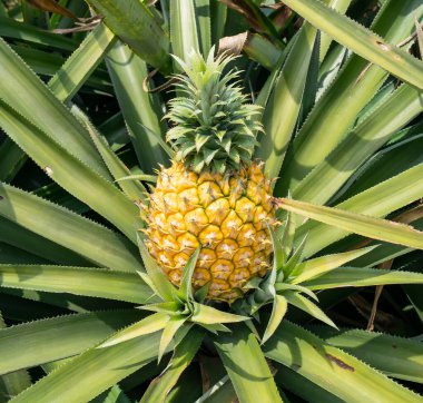 Çiftlikteki ananas meyvesi