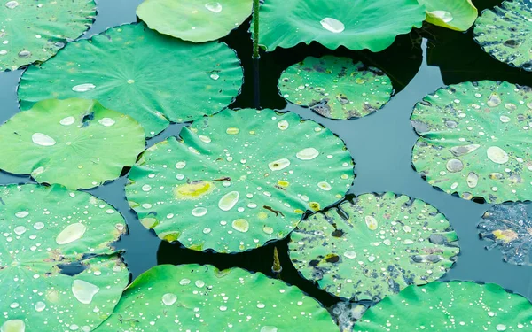 Lotus Blad Achtergrond Met Water Druppels — Stockfoto