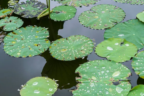 Lotus Blad Achtergrond Met Water Druppels — Stockfoto