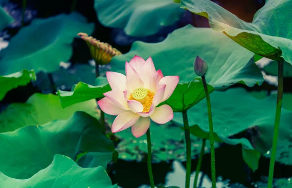 荷花盛开在夏天的池塘里 绿叶为背景 — 图库照片