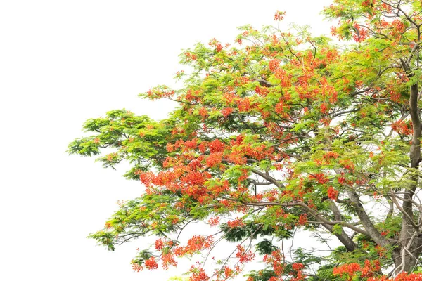 白い背景の木に孔雀の花 — ストック写真