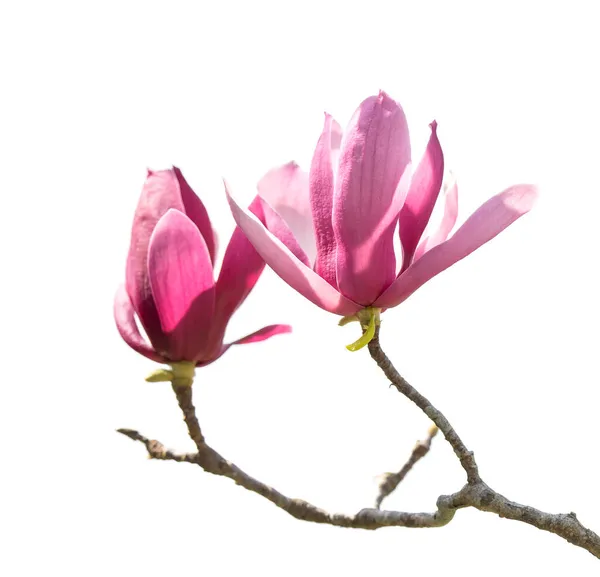 Magnolia Ramo Primaverile Isolato Sfondo Bianco — Foto Stock