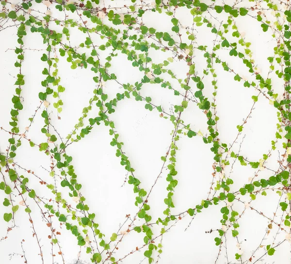 Grüner Efeu Isoliert Auf Weißem Wandhintergrund — Stockfoto