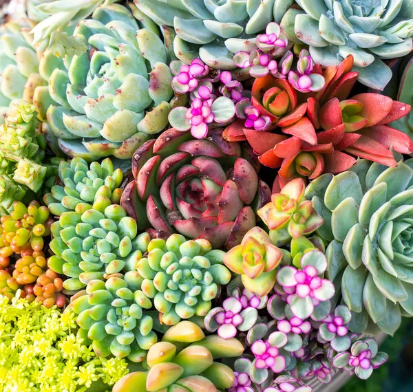 Miniatyrsaftiga Växter Saftig Kaktus Trädgården — Stockfoto