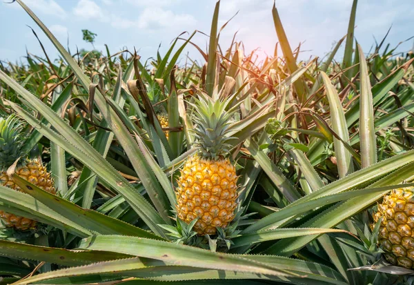 Owoce Ananasa Plantacji — Zdjęcie stockowe