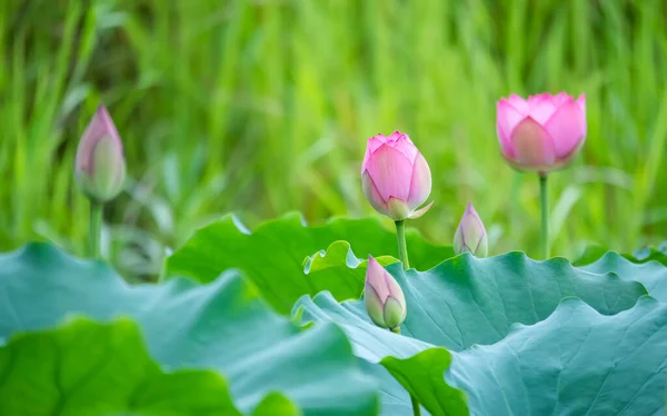 Güzel Pembe Nilüfer Nilüfer Çiçeği Nilüfer Havuzunda — Stok fotoğraf