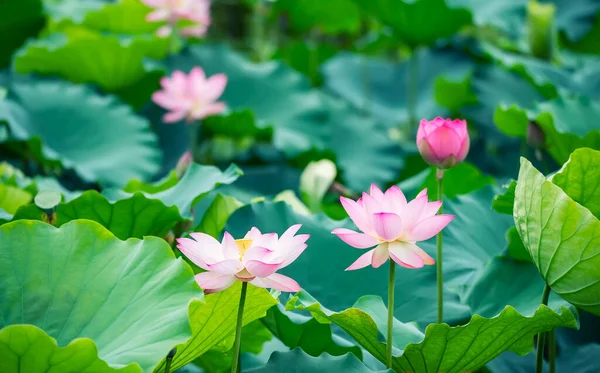 蓮池にはピンクの蓮や睡蓮の花が咲いています — ストック写真