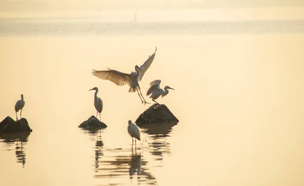 Grande Aigrette Blanche Pêche Sur Mer — Photo