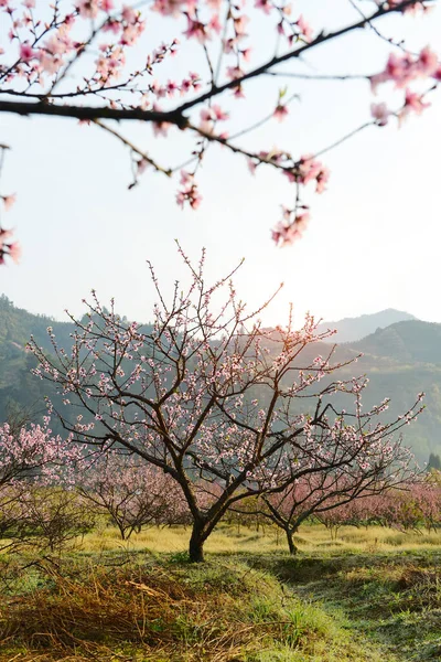 中国広東省韶関市の山間部の田園風景 桃の花 — ストック写真