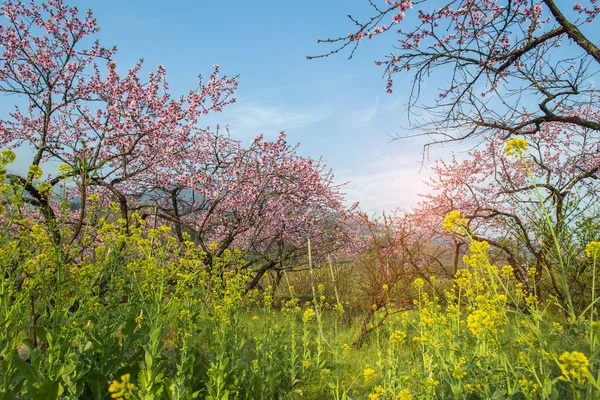 中国広東省韶関市の山間部の田園風景 桃の花 — ストック写真