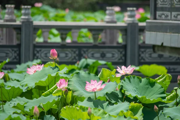 Fleur Lotus Fleurissant Dans Étang Été Avec Des Feuilles Vertes — Photo