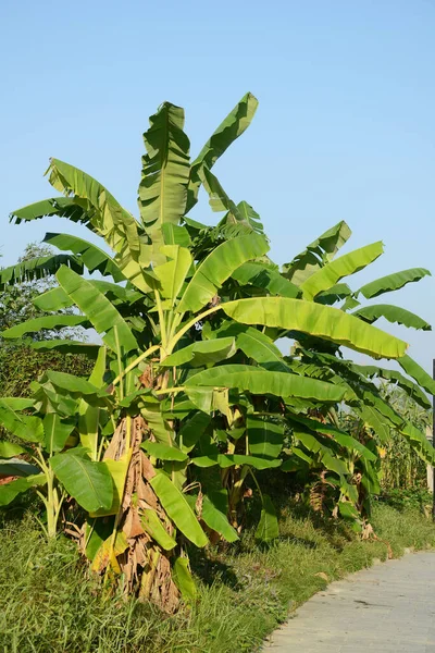 Plátano Hojas Verdes Sobre Fondo Del Cielo — Foto de Stock