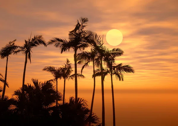 Παλάμες Παραλία Άμμο Tropic Στο Ηλιοβασίλεμα — Φωτογραφία Αρχείου