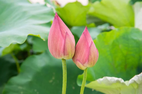 Lotus Flower Blooming Summer Pond Green Leaves Background — Stock Photo, Image