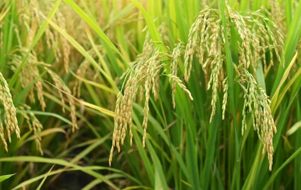 Rijstveld Rijst Padie Groene Kleur Weelderige Teelt Een Landbouw — Stockfoto