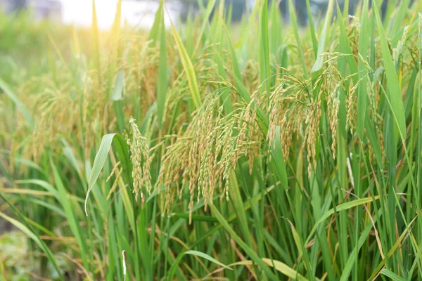 Campo Arroz Arroz Arrozal Color Verde Exuberante Crecimiento Una Agricultura —  Fotos de Stock