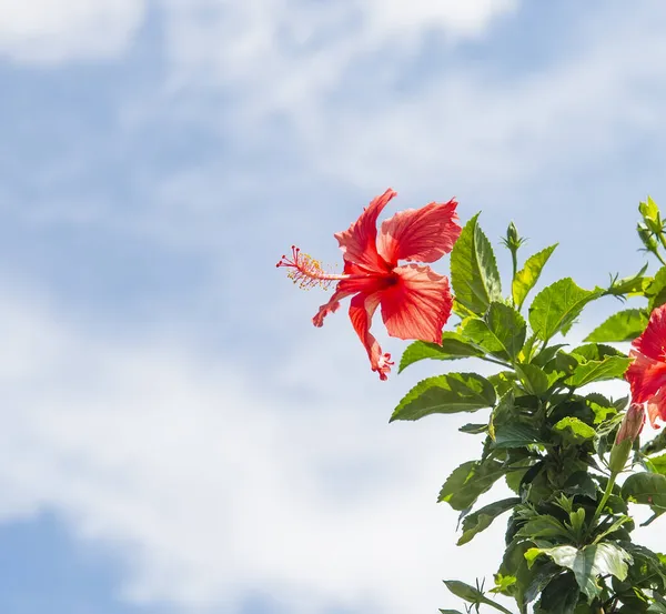 Hibisci Rosae Sinensis Kwiat Błękitnym Niebie — Zdjęcie stockowe