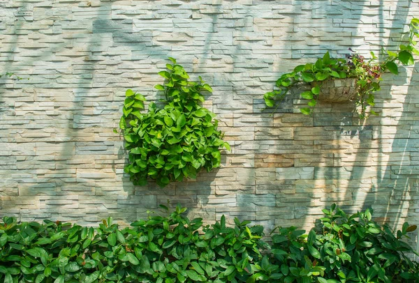 Devil Ivy Decorated Wall — Stock Photo, Image