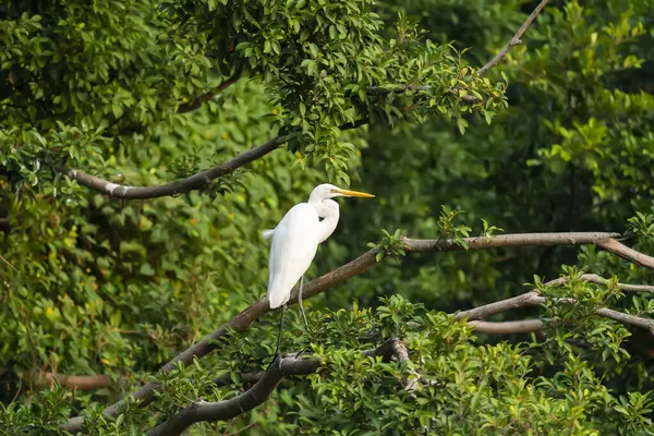 Great Egret Stay Tree — стоковое фото