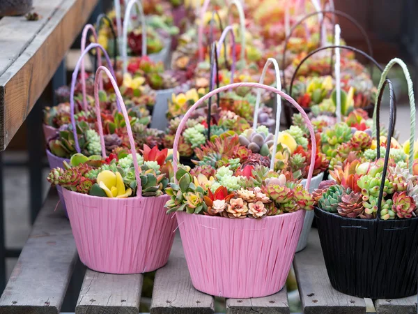 Miniatűr Zamatos Növények Zamatos Kaktusz Kertben — Stock Fotó