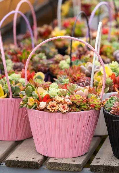 庭のミニチュア多肉植物 多肉植物 — ストック写真