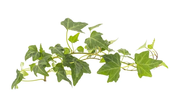 Green Ivy Isolated White Background — Stock Photo, Image