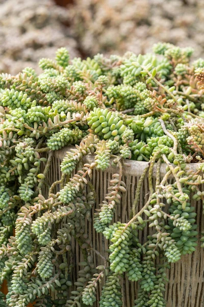 Miniature Succulent Plants Succulent Cactus Garden — Stock Photo, Image