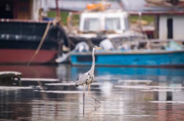 Gri balıkçıl, doğal yaşam alanı.