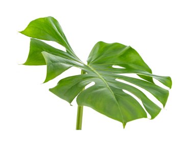 Beyaz arkaplanda canavar yaprağı