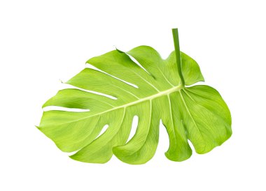 Beyaz arkaplanda canavar yaprağı