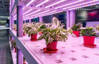 Organik hydroponic Devils sarmaşık Led Light Kapalı çiftlik, Tarım Teknolojisi ile büyümek
