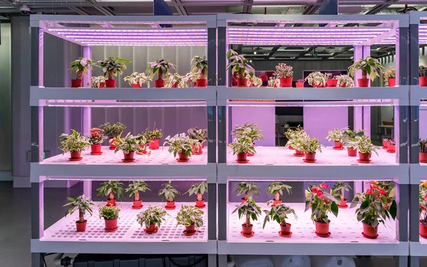 Organiczne Hydroponicznych Devils Ivy Rosną Led Światło Indoor Farm Rolnictwo — Zdjęcie stockowe