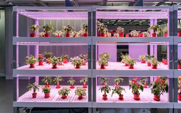 Devils Hidropônicos Orgânicos Hera Crescer Com Led Light Indoor Farm — Fotografia de Stock