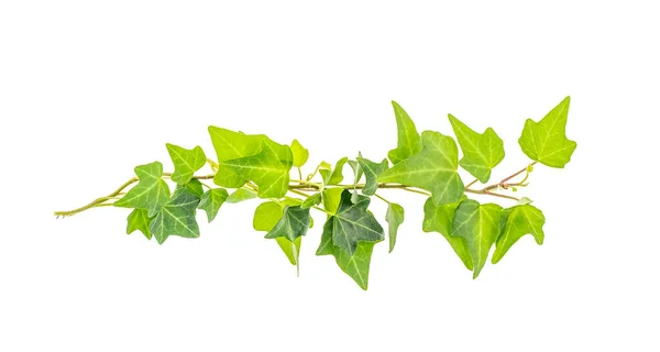 Ivy Isolated White Background — Stock Photo, Image