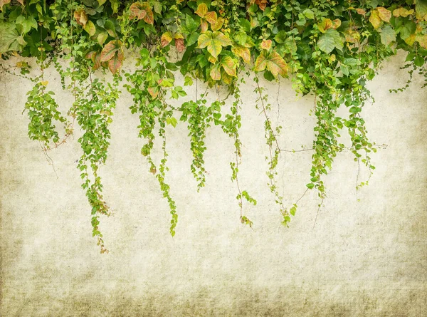 Зеленый Плющ Старой Гранж Антикварной Бумажной Текстуре — стоковое фото