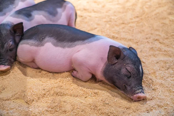 Niedliche Schweine Auf Dem Bauernhof — Stockfoto
