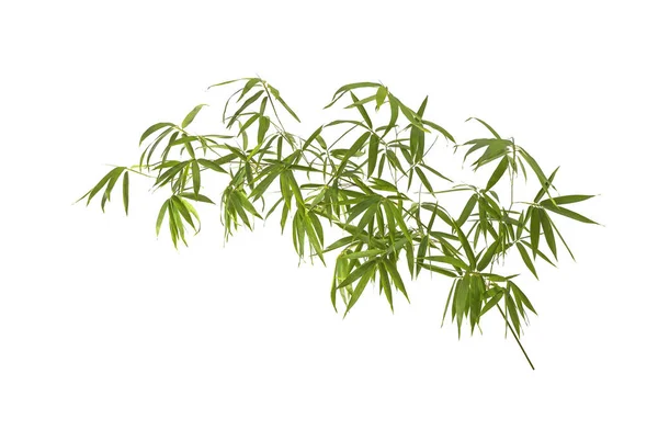 Folhas Bambu Isoladas Fundo Branco — Fotografia de Stock