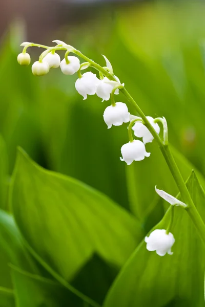 ดอกลิลลี่สีขาว — ภาพถ่ายสต็อก